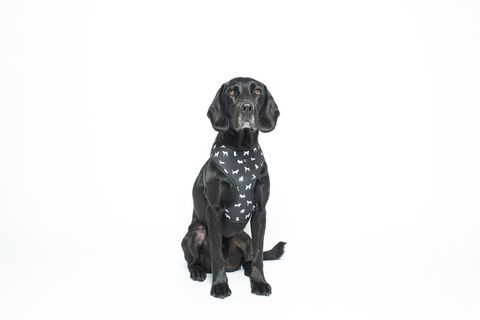 MOG AND BONE NEOPRENE HARNESS BLACK DOG LARGE