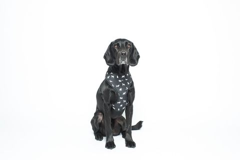 MOG AND BONE NEOPRENE HARNESS BLACK DOG XL