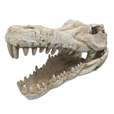 ULTIMATE REPTILE SUPPLIERS CROC SKULL XLARGE