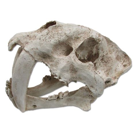ULTIMATE REPTILE SUPPLIERS SABRE TOOTH SKULL