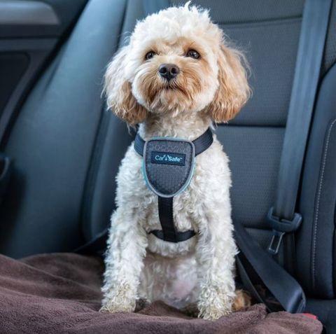 CarSafe Dog Travel Harness Black Xsmall