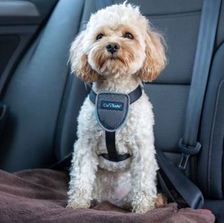 CarSafe Dog Travel Harness Black Xsmall