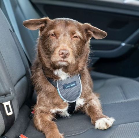 CarSafe Dog Travel Harness Black Small