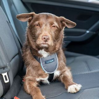 CarSafe Dog Travel Harness Black Small