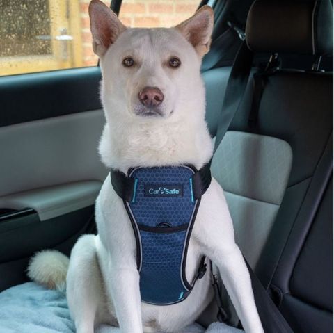 Crash tested shop dog harness