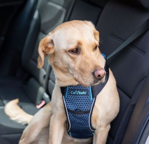 CarSafe Crash Tested Dog Harness Blue Large