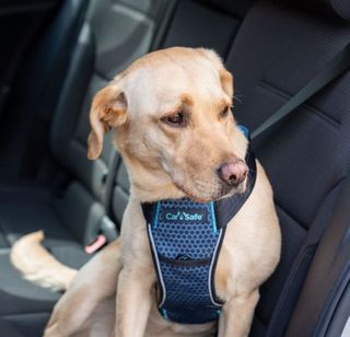 CarSafe Crash Tested Dog Harness Blue Large