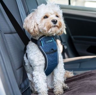 CarSafe Crash Tested Dog Harness Blue XSmall