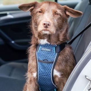 CarSafe Crash Tested Dog Harness Blue Small