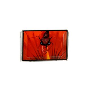 Expanda Stand Horizontal Postcard Holder Clipback