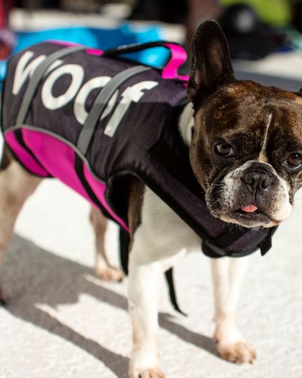 Follow 2025 Dog Buoyancy VEST