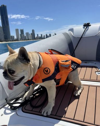 Jet Pilot 2025 Venture Dog PFD Buoyancy Vest