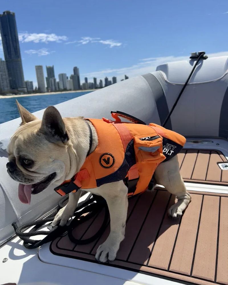Photo of Jet Pilot 2025 Venture Dog Pfd Buoyancy Vest by 