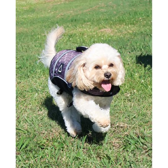 Follow 2026 Dog Buoyancy Vest