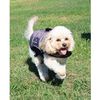 Follow 2026 Dog Buoyancy Vest