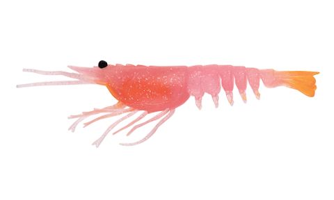 Switcher Shrimp 5" - PSWAG - Pink Swagge