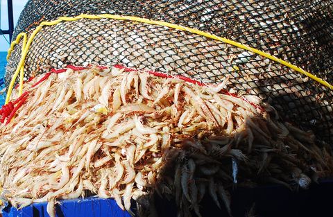 CUSTOM MADE TRAWL NETS