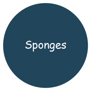 Sponges