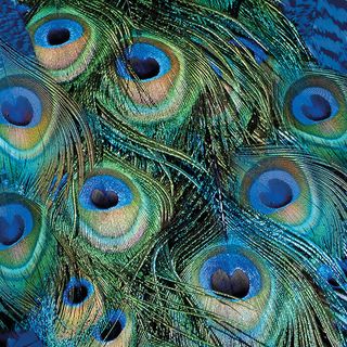 Ambiente - Paper Napkins - Pack of 20 - Luncheon Size - Peacock Feathers
