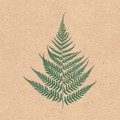 Ambiente - Paper Napkins - Pack of 20 - Luncheon Size - Recycled Fern Leave