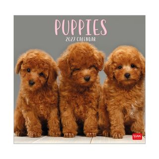 Legami - 2027 Wall Calendar 30 x 29 cm - Puppies