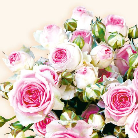 Ambiente - Paper Napkins - Pack of 20 - Luncheon Size - Maxima Cream