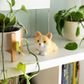 Legami - Anti-stress Squishy - Stress Less - Corgi