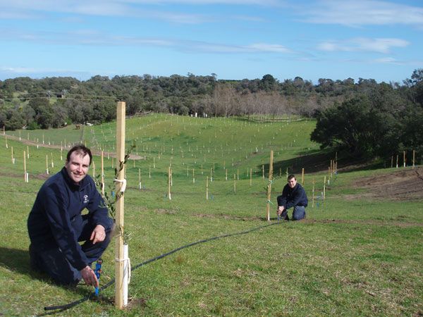 Olive Grove