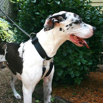 Great dane clearance halter