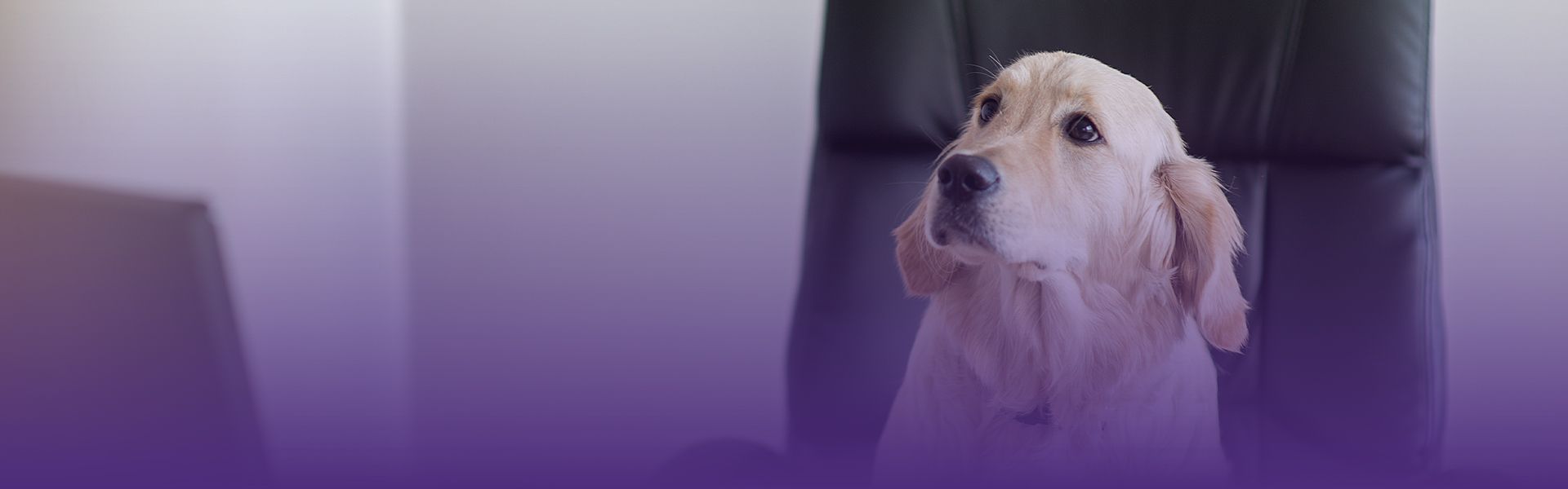 TIMEPET HEADQUARTERS