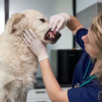 A Breath of Fresh Air for Your Pet's Oral Care