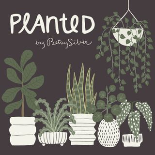 PLANTED - AUGUST 2024