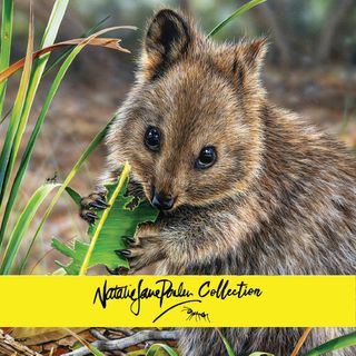 WILDLIFE ART - NATALIE JANE PARKER