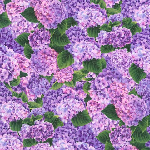 HYDRANGEA GRACE