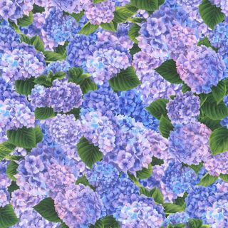 HYDRANGEA GRACE