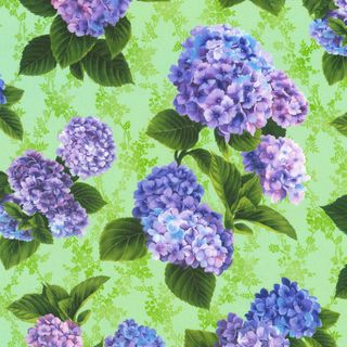 HYDRANGEA GRACE