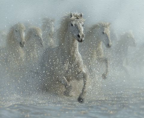 WILD HORSES - RUNNING WILD PANEL