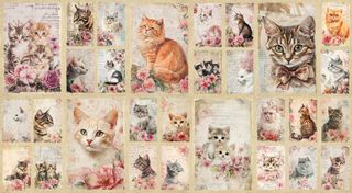 COOPS FARM - CATS & KITTENS