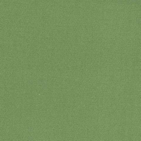 PETRA PRINS DOT HOLLY