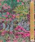 TANA LAWN AW26 ANNA'S HAVEN