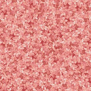 SWEET BLUSH ROSE