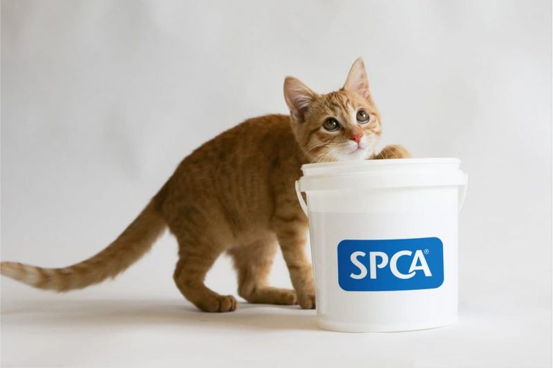 Helping Hands: Comfort for SPCA animals