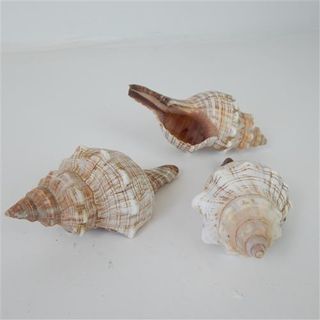 Shells Cone 3pcs Approx 10cm