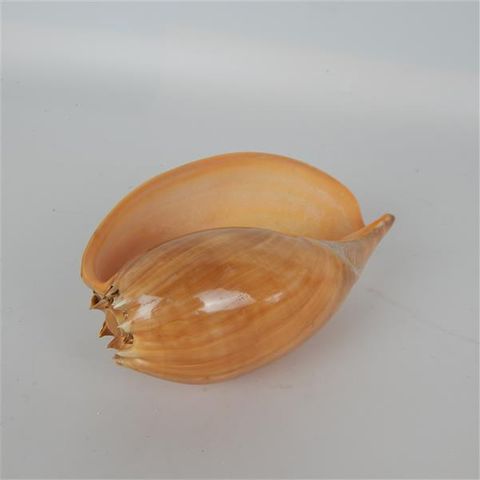 Nut Shell Orange Approx 15cm x 10cm