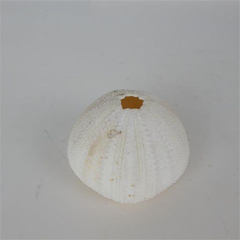 Sea Urchin White Approx 8cm x 6cm high