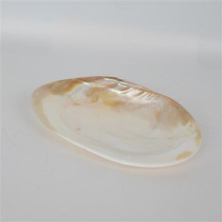 Pipi Shell Approx 19cm x 12cm