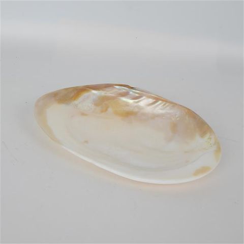 Pipi Shell Approx 19cm x 12cm