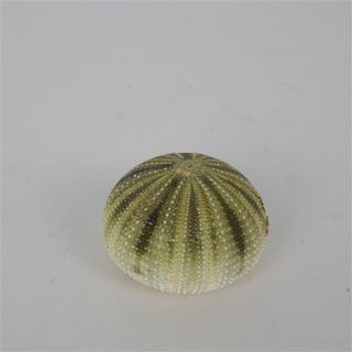 Sea Urchin Green Approx 6cm x 4cm high