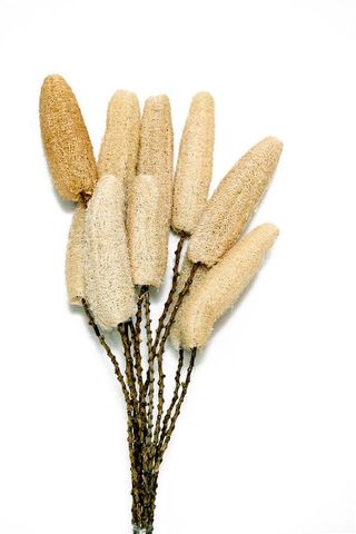 Luffa w Twig Stem 60cm 10pcs