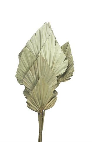 Palm Spear Natural  60cm long 10pcs